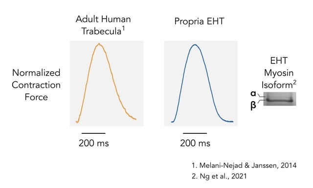 04_comparison_to_adult_human_trabeculae